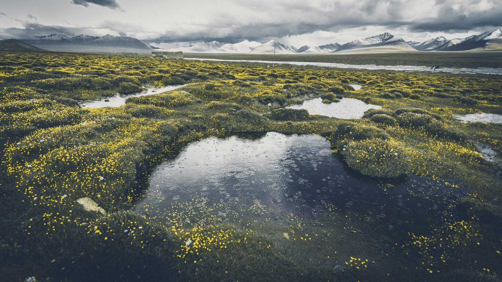 Gala Porras-Kim: A Hand in Nature