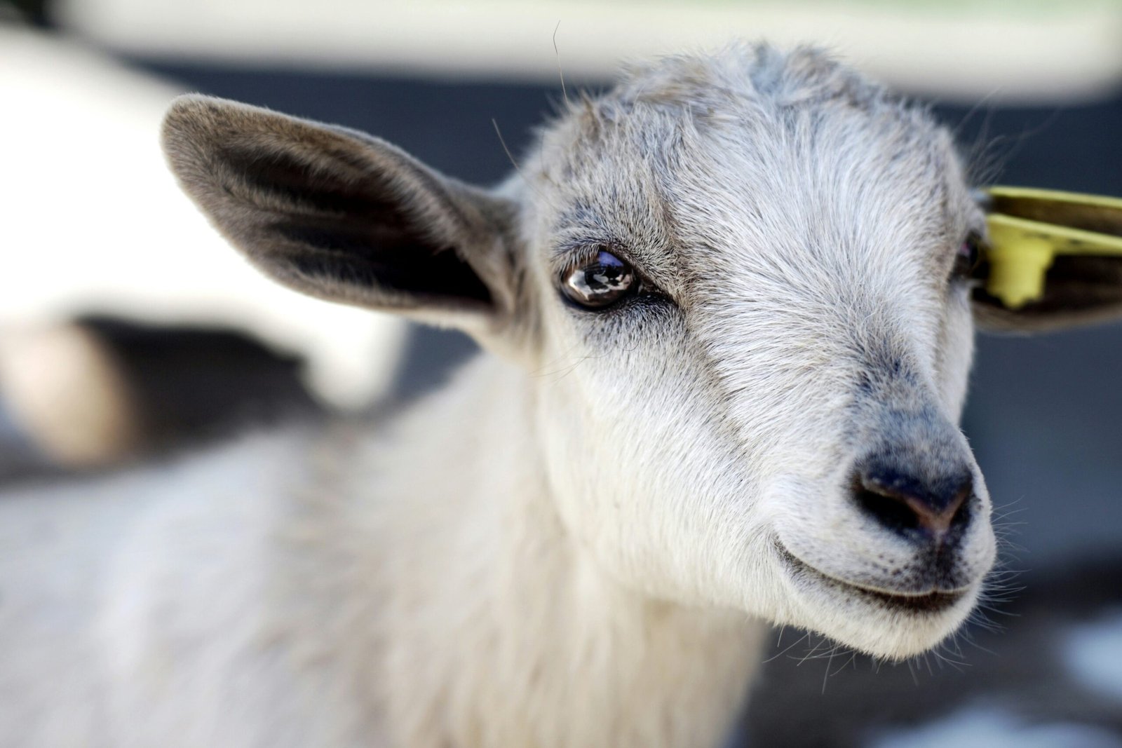 Simone Biles’s Diamond Goat Pendant