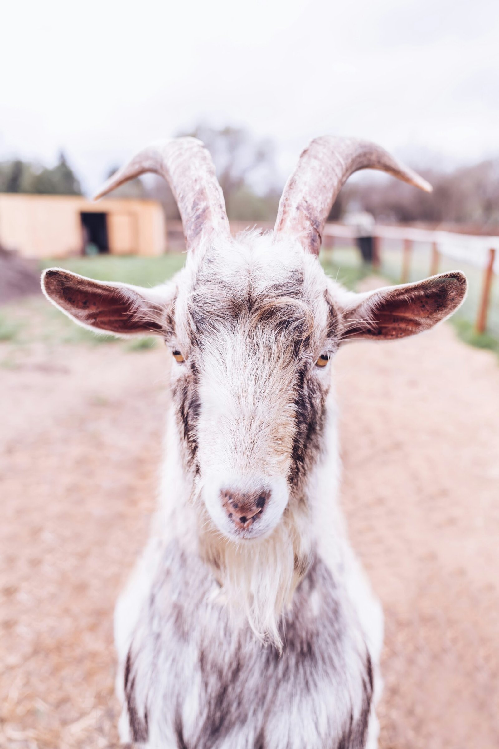 Simone Biles’s Diamond Goat Pendant