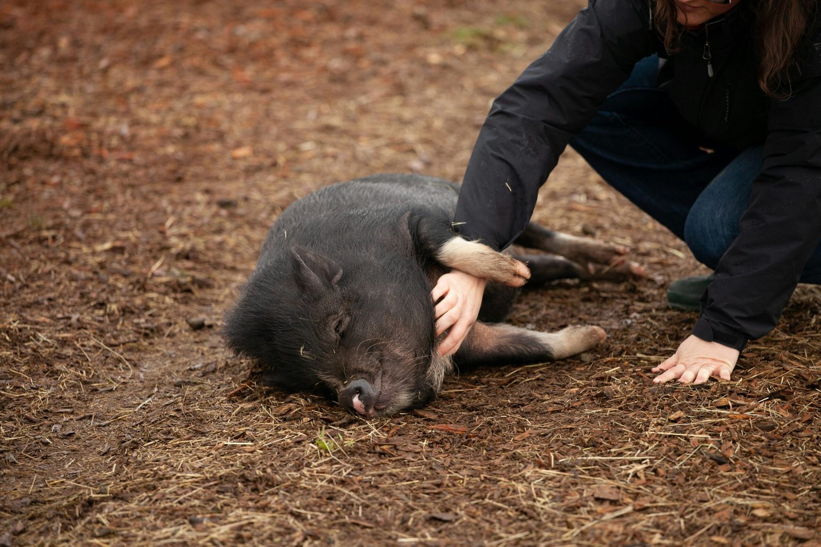 Piglets Left to Die in Art Exhibition Are Stolen in Denmark