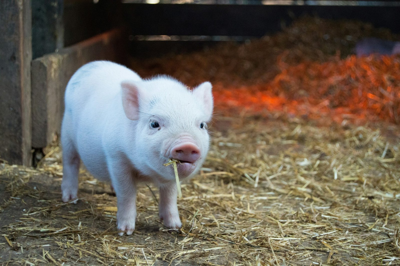 Piglets Left to Die in Art Exhibition Are Stolen in Denmark